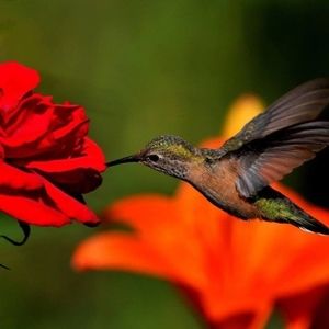 Meet your Posher, Jane